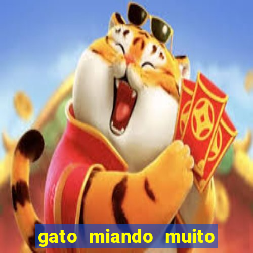 gato miando muito a noite o que fazer